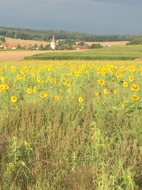 Feld- und Wiesenlandschaft